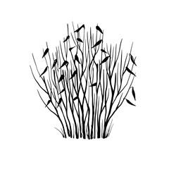 Leafless winter bush. Hand drawn sketch. Line art. Black and white design element on white background. Isolated. Tattoo image. - 727506623