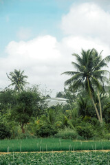 Obraz premium palm trees in the garden