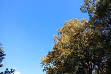 秋の風景　紅葉の木