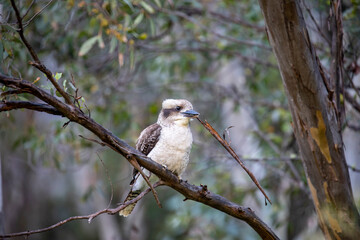 Laughing Kookaburra in Australian bush
