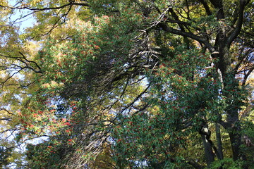 秋の風景　紅葉の木