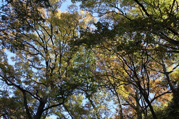 秋の風景　紅葉の木
