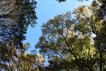 秋の風景　紅葉の木