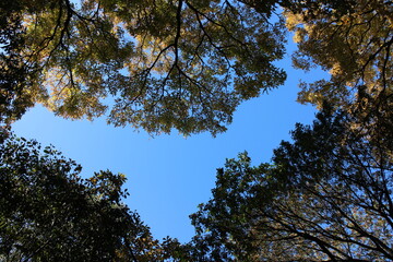 秋の風景　紅葉の木
