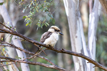 Laughing Kookaburra in Australian bush