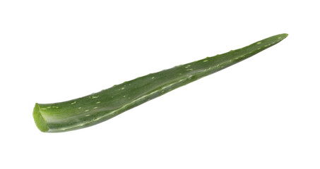 One aloe vera leaf isolated on white