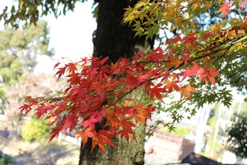 秋の風景　紅葉の木　もみじ
