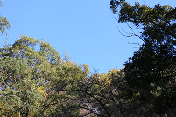 秋の風景　紅葉の木