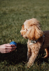 A toy in the owner's hand, a dog with a ball in his teeth. Friendship with a pet, care, training...