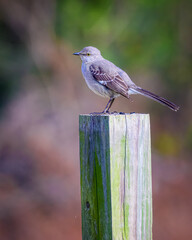 The mockingbird strikes a pose on its wooden post.
