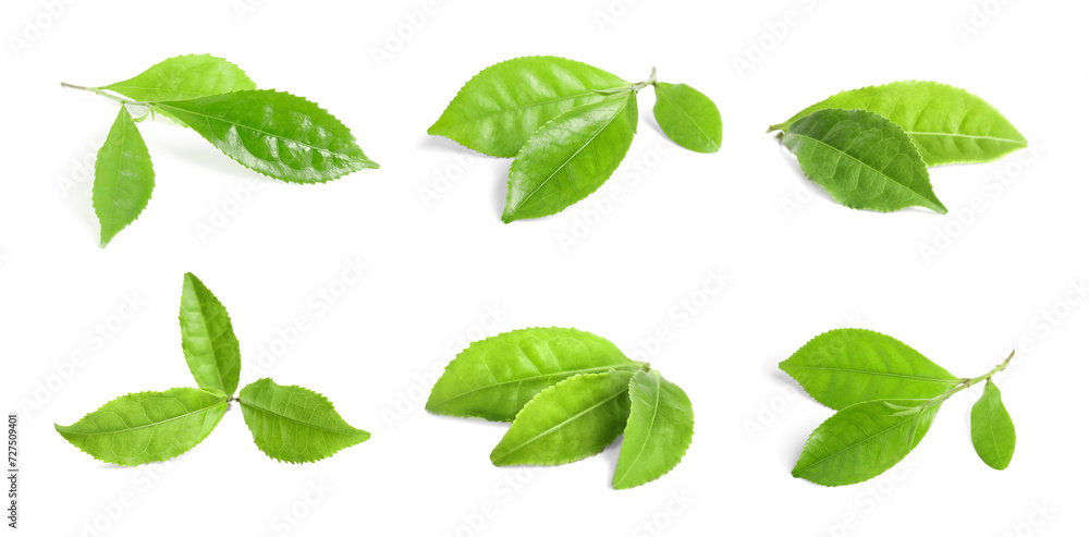 Sticker Fresh green tea leaves isolated on white, set