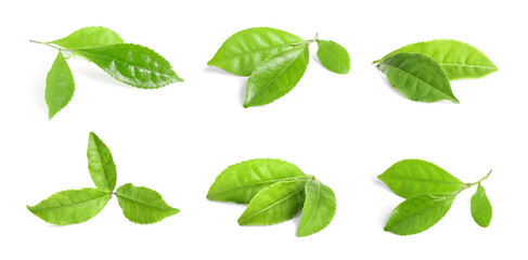 Fresh green tea leaves isolated on white, set