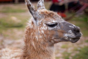 Fototapeta premium A Pet Alpaca