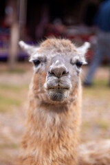 Obraz premium A Pet Alpaca