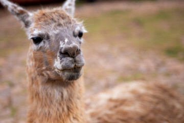 Fototapeta premium A Pet Alpaca