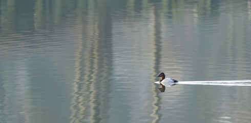 Canvasback Duck Swimming of Reflective River