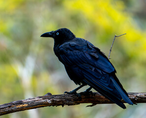 Crow