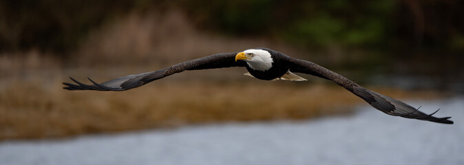 Majestic Bald Eagle in Flight in Washington State
