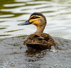 Photogenic duck
