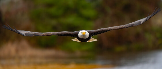 Majestic Bald Eagle in Flight in Washington State