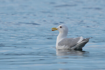Beautiful Western Gull Relaxes in Puget Sound