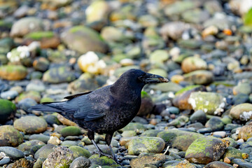 American Crow Clamming on a Rocky Beach