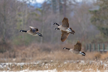 Canada Geese Prepare for Landing in a Wetlands Marsh
