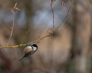 Black-Capped Chickadee Bird Searching for Food