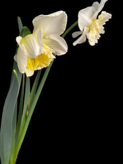 Ice King Daffodil Pair 01