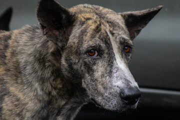 Formosan mountain dog with black and brown coat color, can adapt well in mountainous environments and terrain