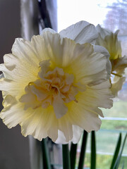 Daffodil White 01