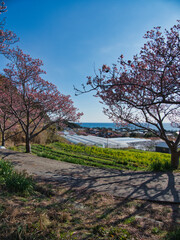 Obraz premium 抱湖園の元朝櫻