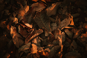 leaves on the ground