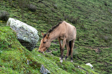 Naklejka na ściany i meble horse in the mountains