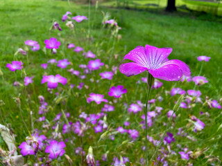 Obraz premium Corncockle 02