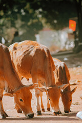 group of cow