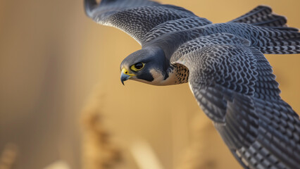 Skybound Majesty: A Peregrine Falcon Soaring Over Hay Fields