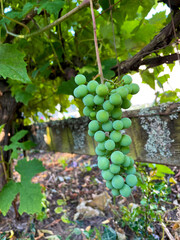 Grape Cluster Green 01
