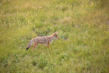 Naklejka na ściany i meble Young Coyote Hunting in Grassy Meadow