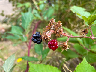 Blackberry Two