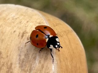 Ladybug on Wood 05