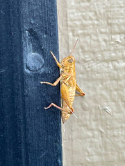 Brown Grasshopper 02