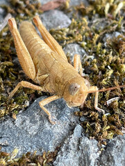 Brown Grasshopper 04