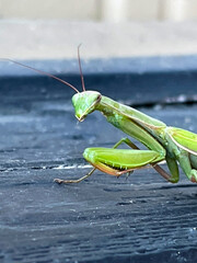 Praying Mantis Green 04