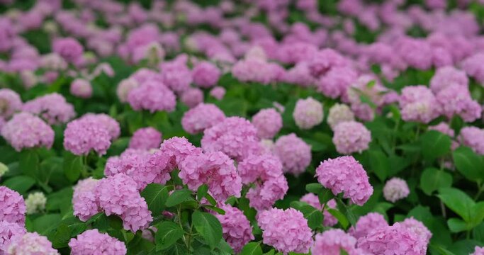 many pink hydrangea macrophylla flowers sway in wind. slow motion