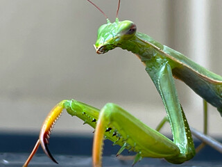 Praying Mantis Green 10