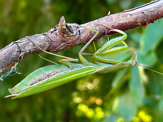 Praying Mantis in Tree 02