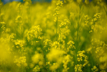 field of Mustard Seed Field , Linn County, Mid-Willamette Valley, Western Oregon,