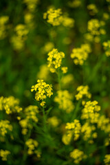 yellow flowers in the garden, Linn County, Mid-Willamette Valley, Western Oregon