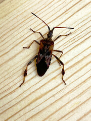 Seed Beetle